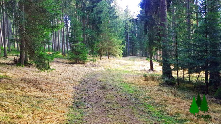 Schwarzwalds Wälder als natürliche Therapie