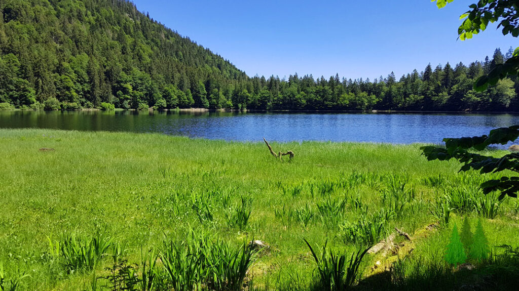 Feldsee